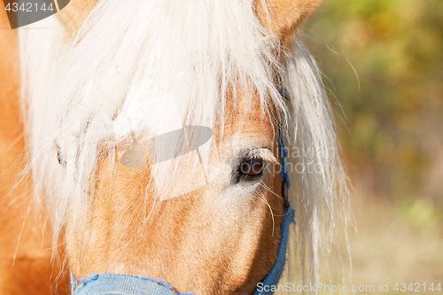 Image of Portrait of a brown horse