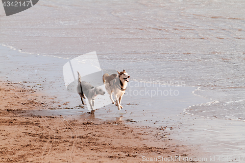 Image of Playing dogs on the beach 