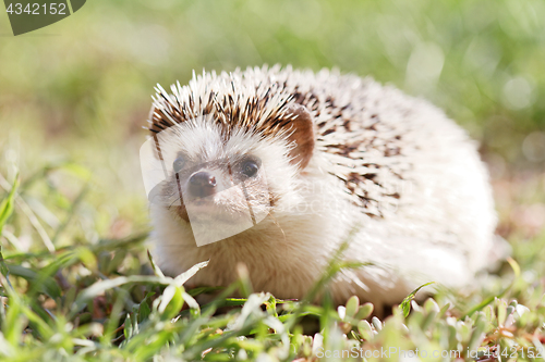 Image of  African white- bellied hedgehog 