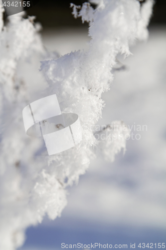 Image of Branches in snow