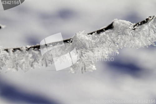 Image of Branches in snow