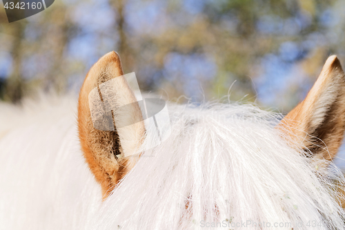 Image of Portrait of a brown horse