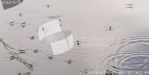 Image of Gerridae on the water surface