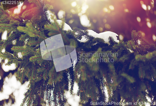 Image of fir branch and snow in winter forest