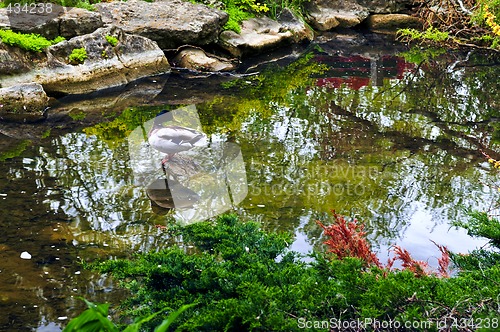 Image of Pond in zen garden