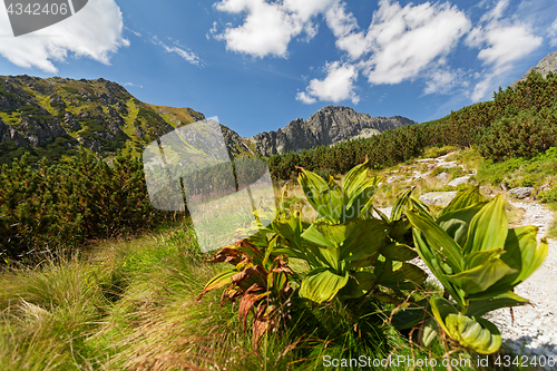 Image of View on high Tatra Mountains