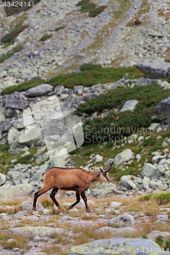 Image of Tatra chamois in Hight Tatras