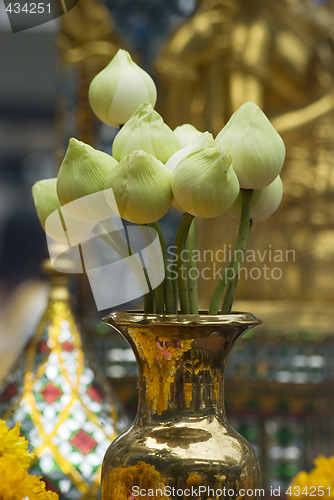 Image of Lotus flowers at a temple