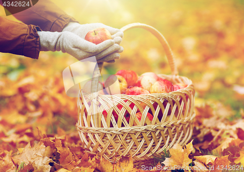 Image of woman with basket of apples at autumn garden