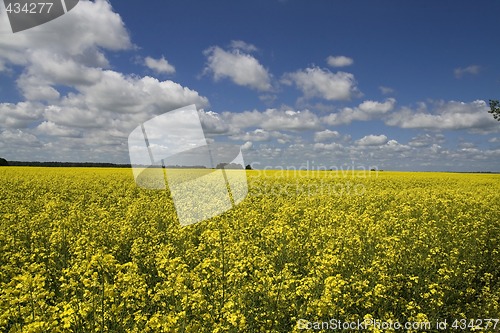 Image of Yellow colza field