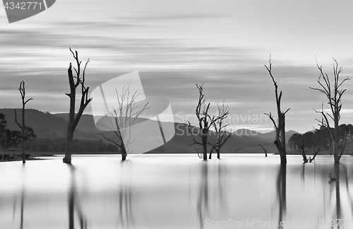 Image of Steadfast trees emerge from the lakes waters.