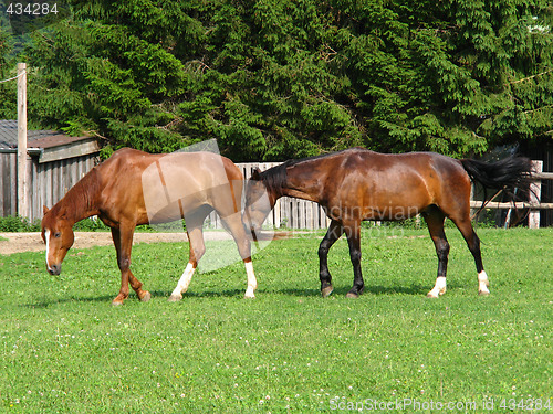 Image of Horses