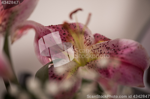 Image of close up colorful flowers