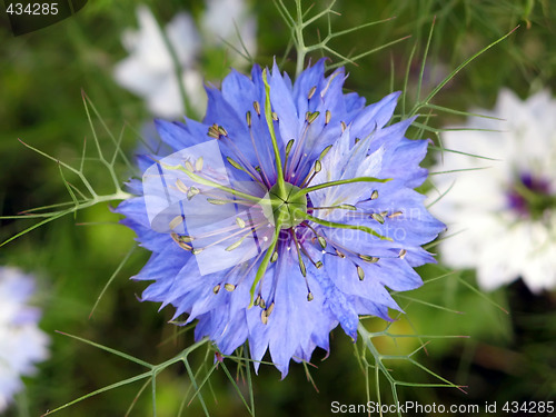 Image of Blue Bloom