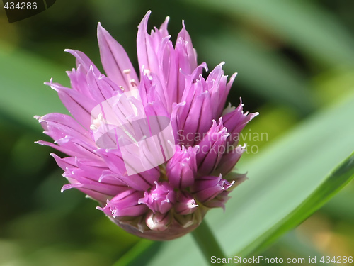 Image of Purple Bloom