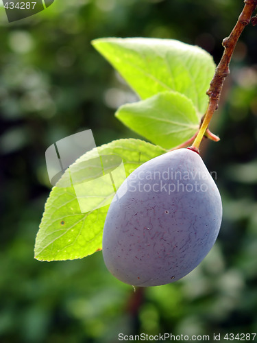 Image of Plum