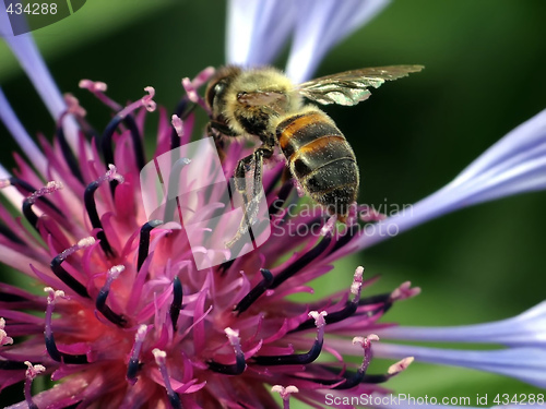 Image of Bee in Flight