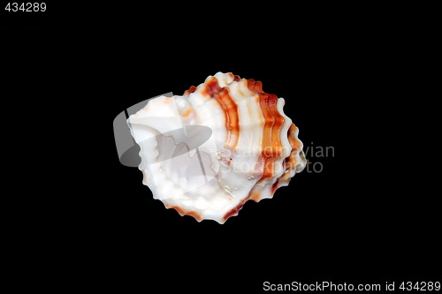Image of Sea Shell