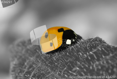 Image of Ladybird
