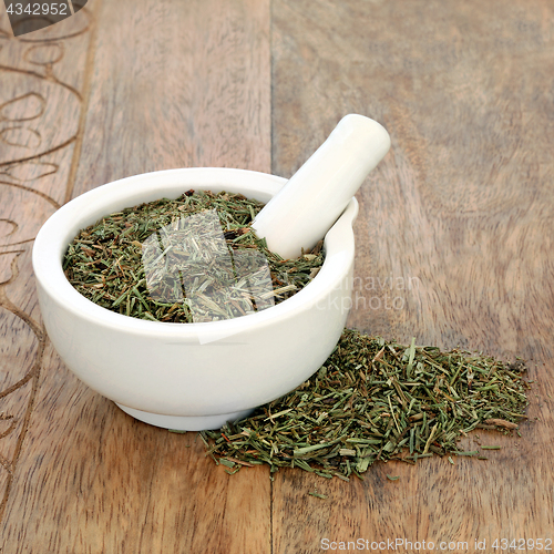 Image of Horsetail Leaf Herb