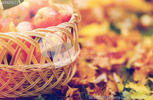 Image of wicker basket of ripe red apples at autumn garden