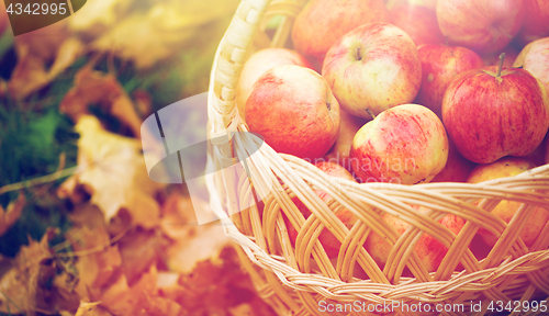 Image of wicker basket of ripe red apples at autumn garden