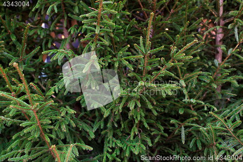 Image of close up of natural fir trees at christmas market