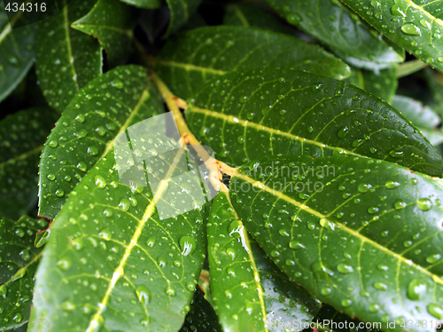 Image of After rain