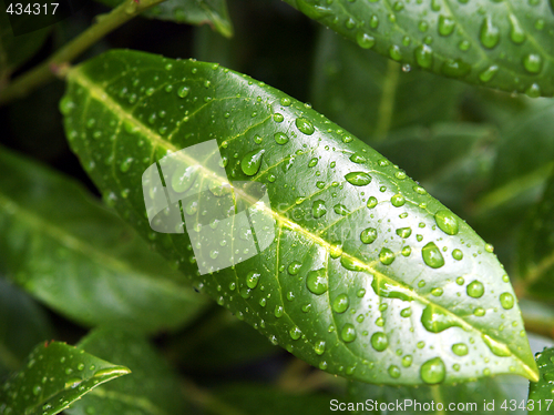 Image of After rain