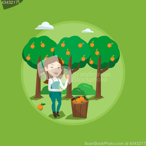 Image of Farmer collecting oranges vector illustration.