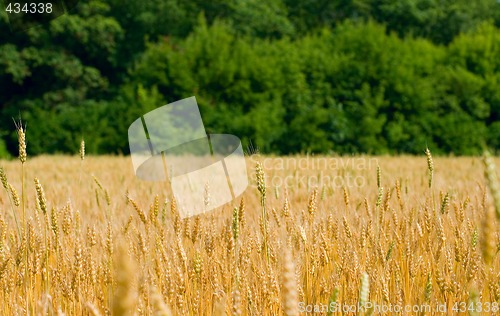 Image of Field of wheat
