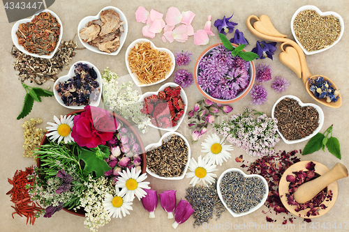 Image of Medicinal Herbs and Flowers