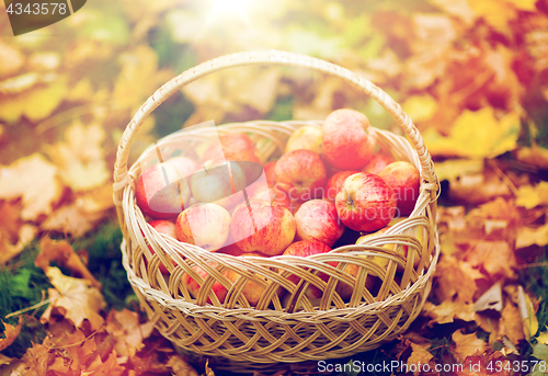 Image of wicker basket of ripe red apples at autumn garden