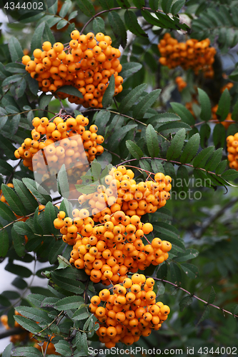 Image of a lot of berries of yellow mountain ash