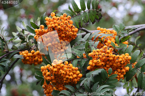 Image of a lot of berries of yellow mountain ash