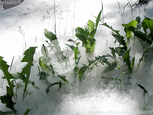 Image of grass in poplar fluff in summer