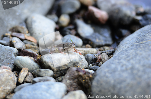 Image of a small frog among the stones