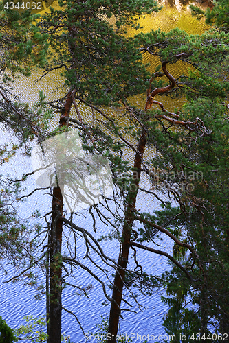 Image of pine trees on the lake in Nuksio National Park