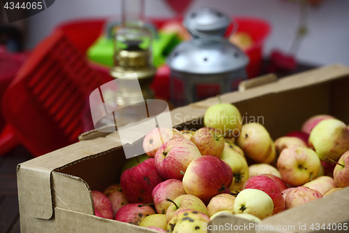 Image of apple crop spread on the terrace