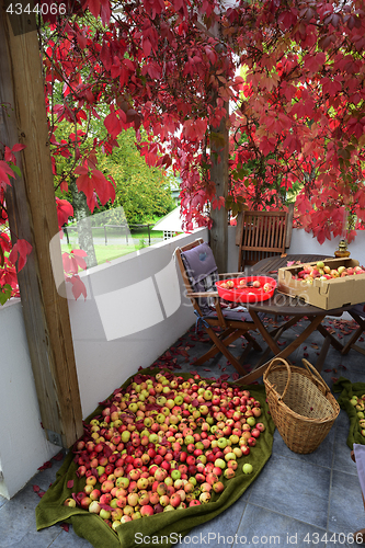 Image of apple crop spread on the terrace