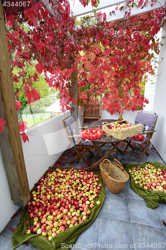 Image of apple crop spread on the terrace