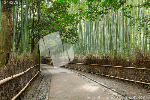 Image of Bamboo forest