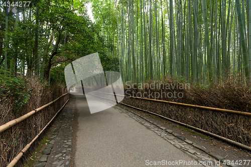 Image of Bamboo forest in Arashiyama of Kyoto