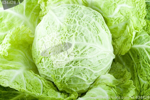 Image of Cabbage