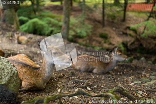 Image of Wildness deer taking rest