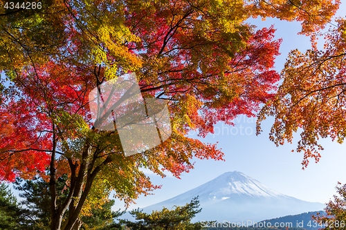 Image of Mount fuji in autumn season