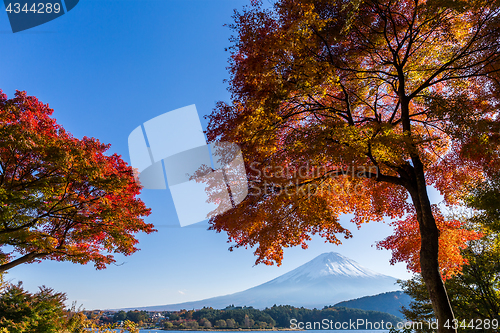 Image of Maple tree and Mt. Fuji 