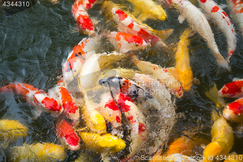 Image of Koi fish in the pond