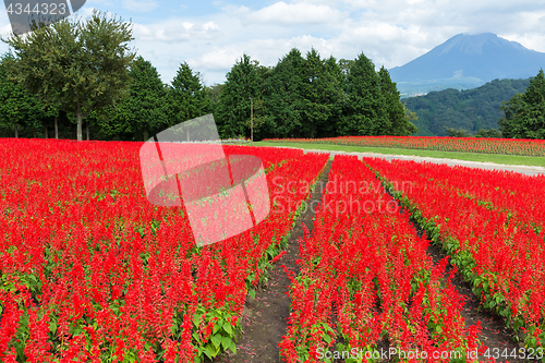 Image of Red Salvia farm and mountain