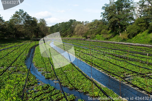 Image of Wasabi farm in Nagano, Japan